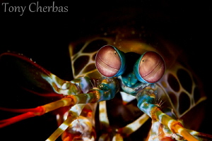 Creeper: Mantis Shrimp by Tony Cherbas 